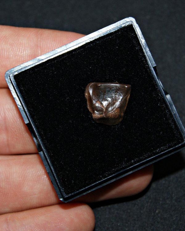 Triceratops de Hell Creek