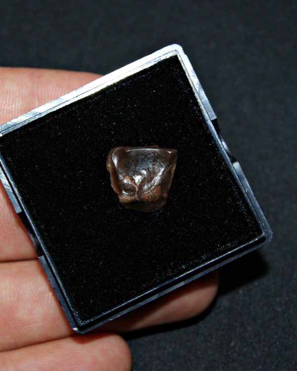 Triceratops de Hell Creek