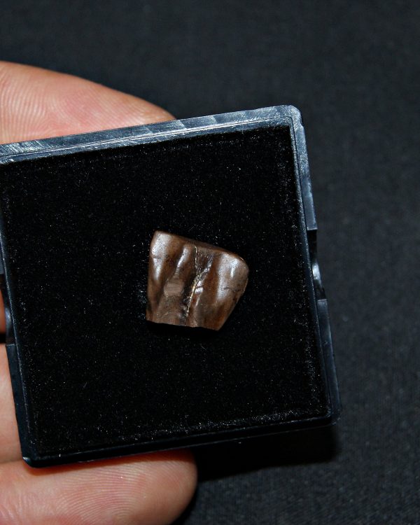 Triceratops de Hell Creek