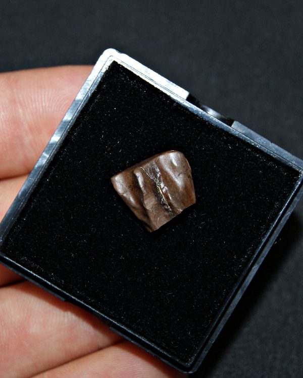 Triceratops de Hell Creek