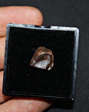 Triceratops de Hell Creek