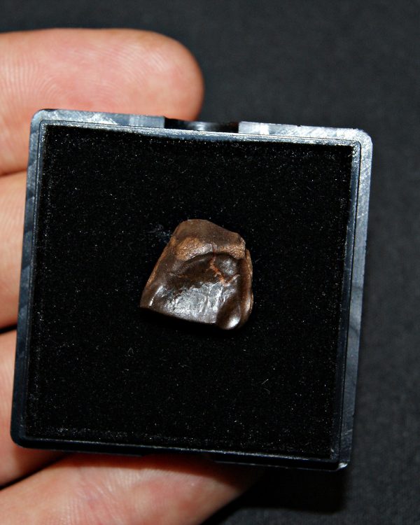 Triceratops de Hell Creek