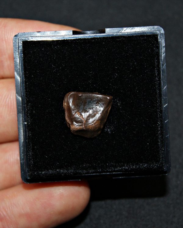 Triceratops de Hell Creek