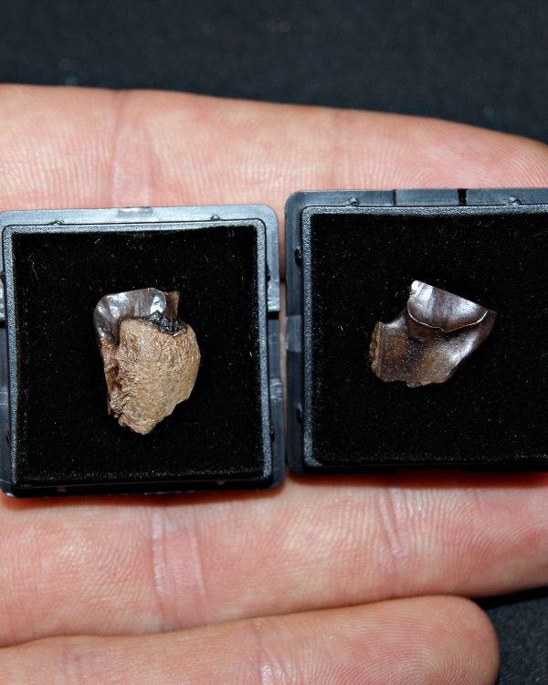 Pack de 2 dientes de Triceratops