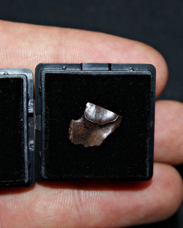 Pack de 2 dientes de Triceratops