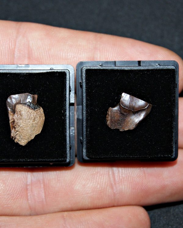 Pack de 2 dientes de Triceratops