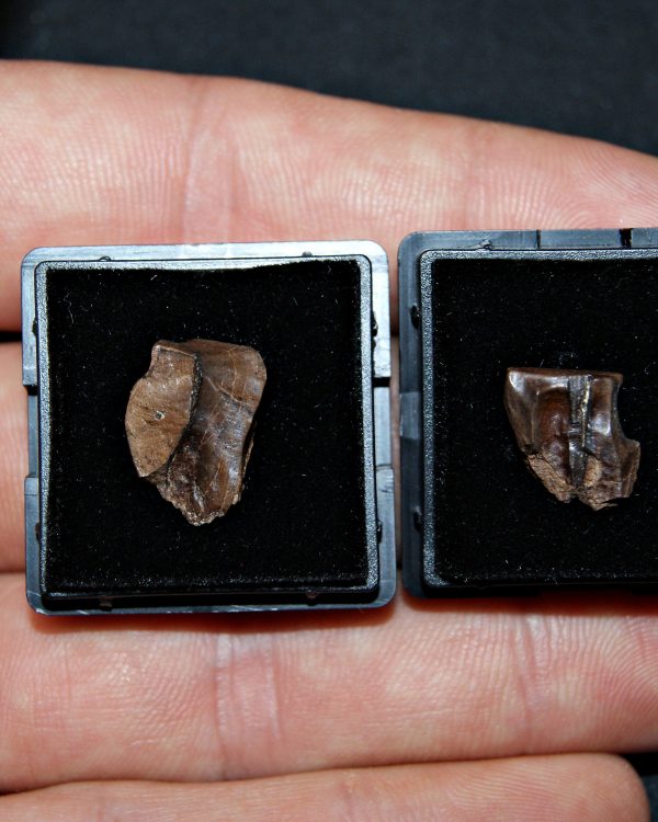 Pack de 2 dientes de Triceratops