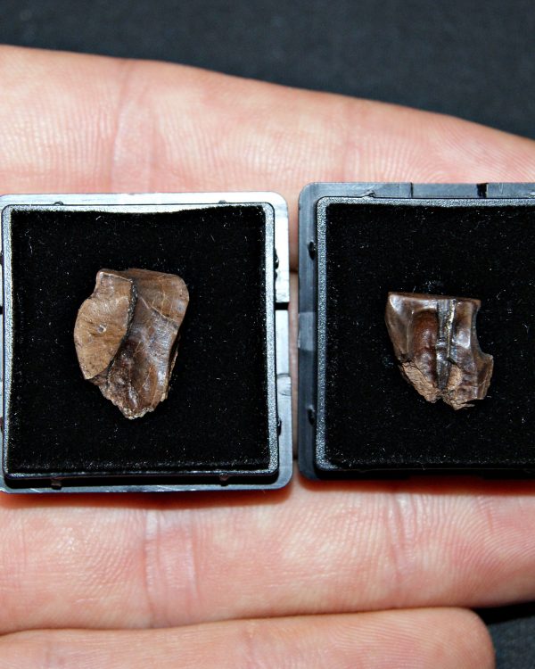 Pack de 2 dientes de Triceratops