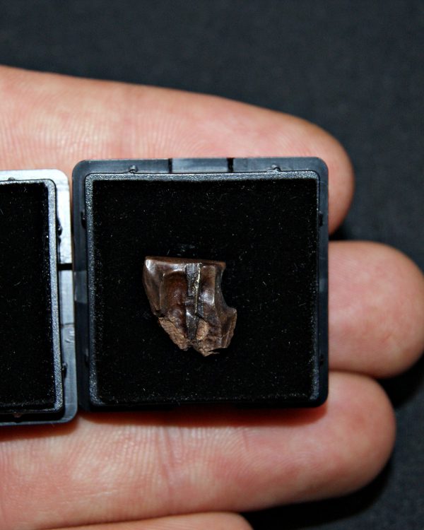 Pack de 2 dientes de Triceratops