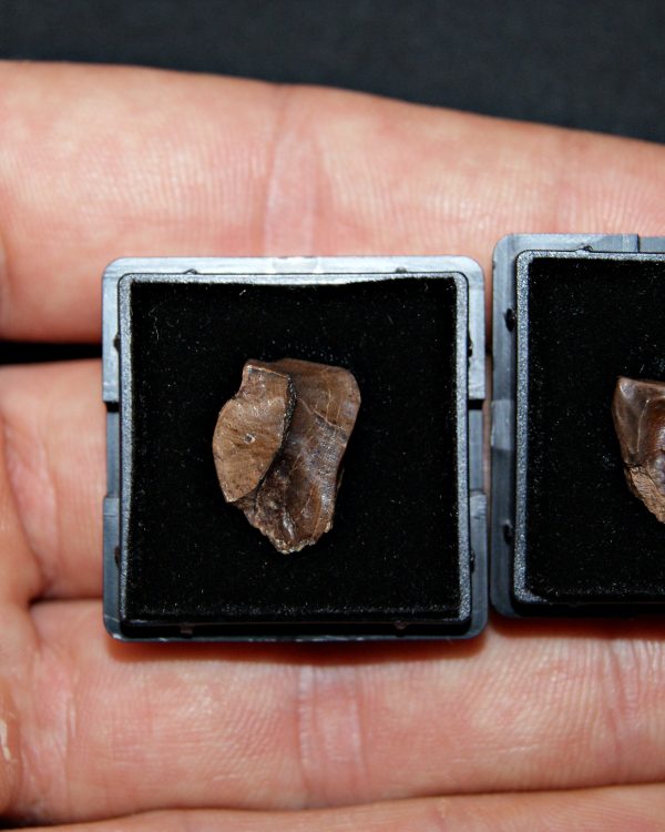 Pack de 2 dientes de Triceratops