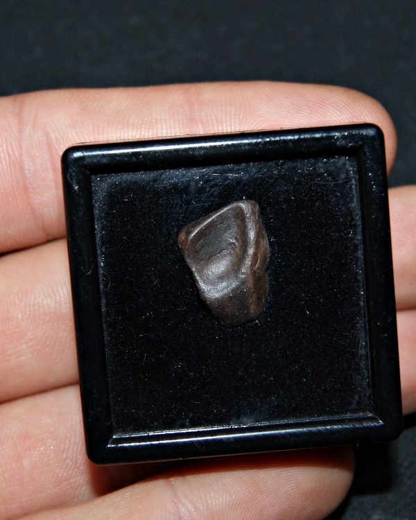 Triceratops de Hell Creek