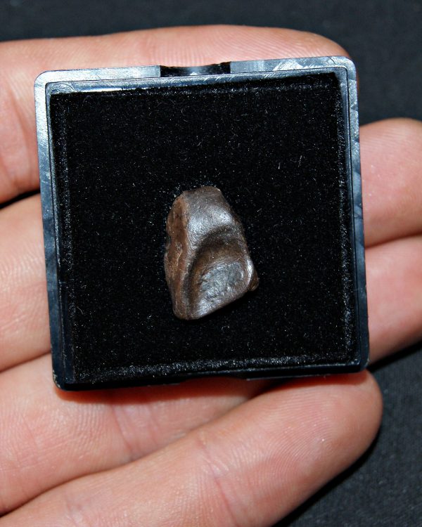 Triceratops de Hell Creek