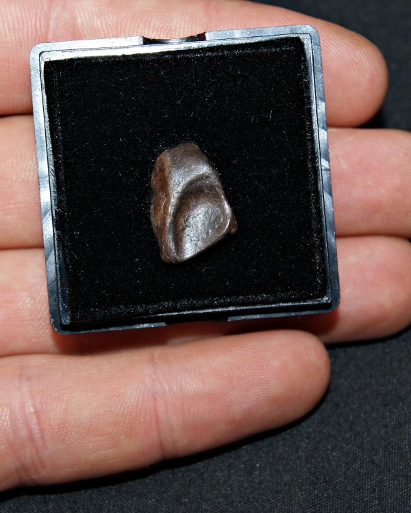 Triceratops de Hell Creek