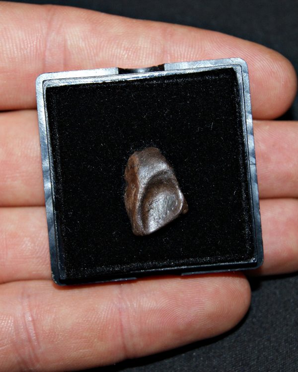 Triceratops de Hell Creek