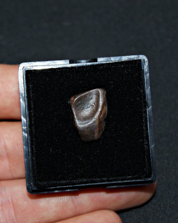 Triceratops de Hell Creek