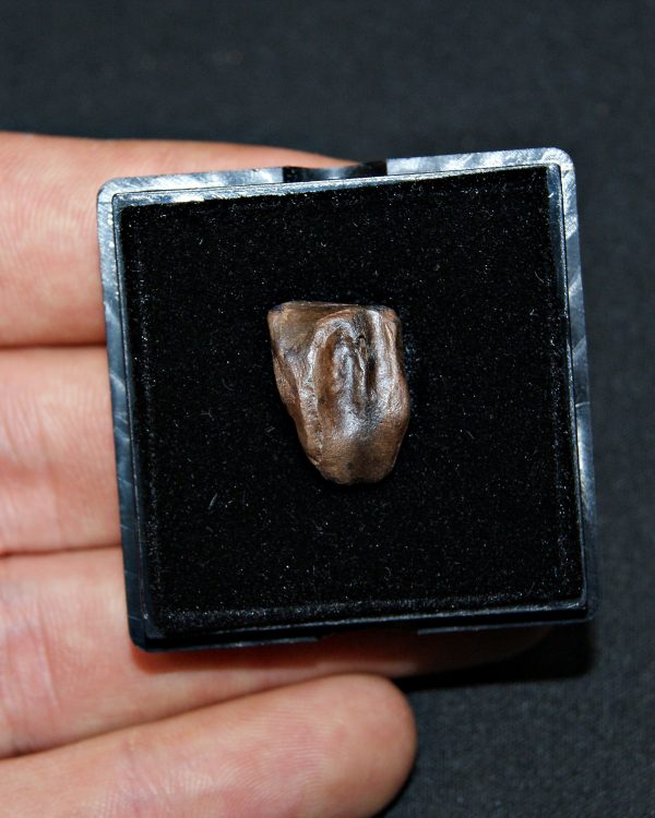 Triceratops de Hell Creek