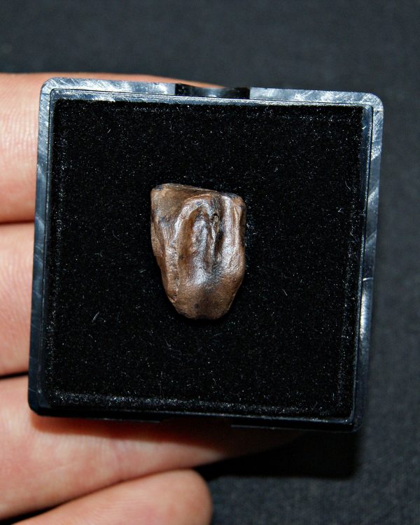 Triceratops de Hell Creek