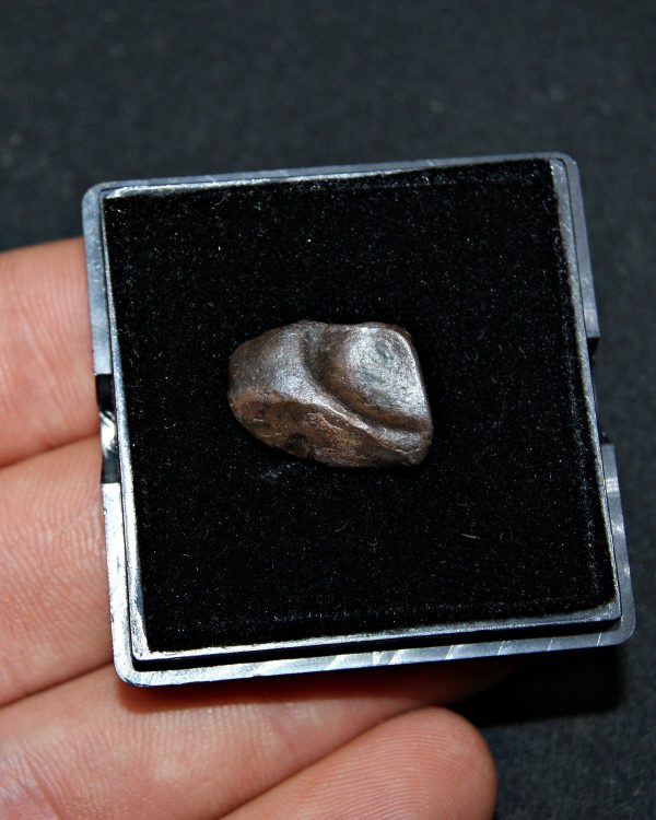 Triceratops de Hell Creek