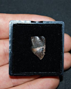 Triceratops de Hell Creek