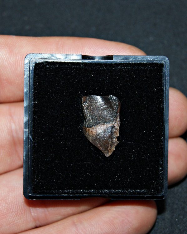 Triceratops de Hell Creek