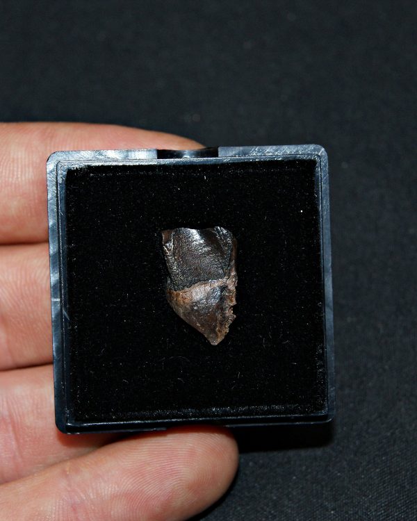 Triceratops de Hell Creek