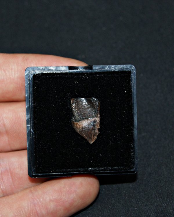 Triceratops de Hell Creek