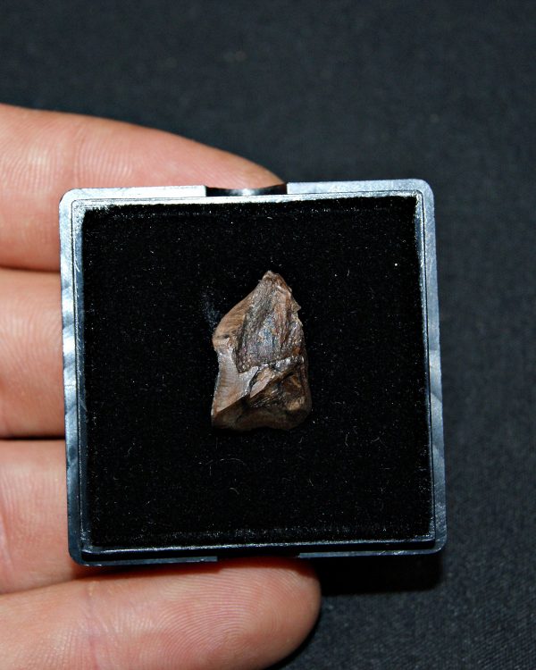 Triceratops de Hell Creek