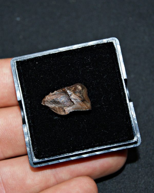 Triceratops de Hell Creek