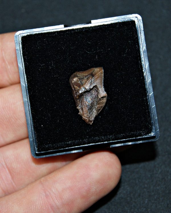 Triceratops de Hell Creek