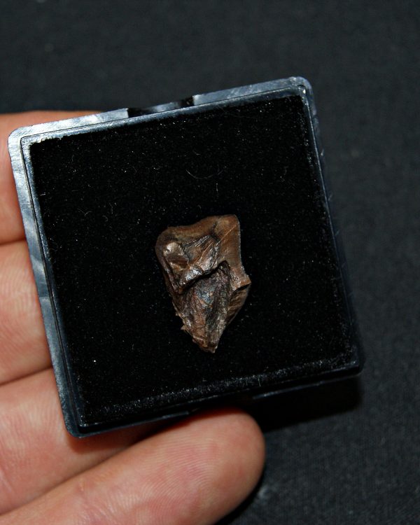 Triceratops de Hell Creek