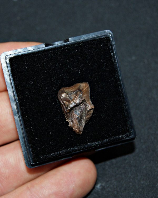 Triceratops de Hell Creek