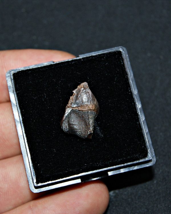 Triceratops de Hell Creek