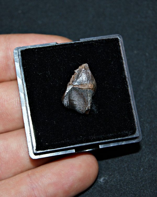 Triceratops de Hell Creek