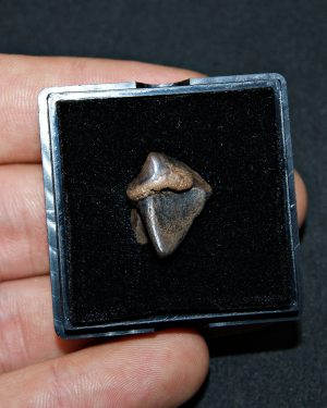 Triceratops horridus