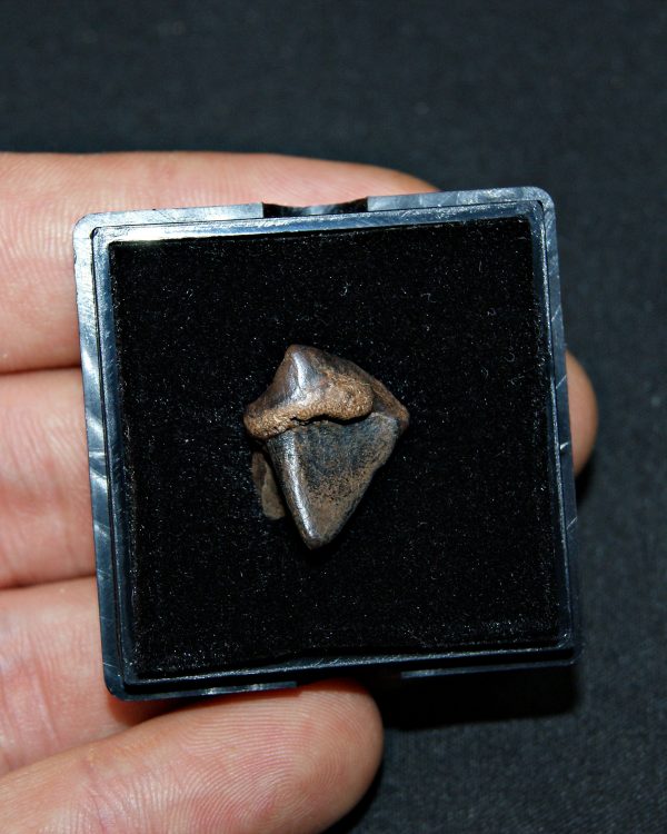 SONY DSC Triceratops horridus