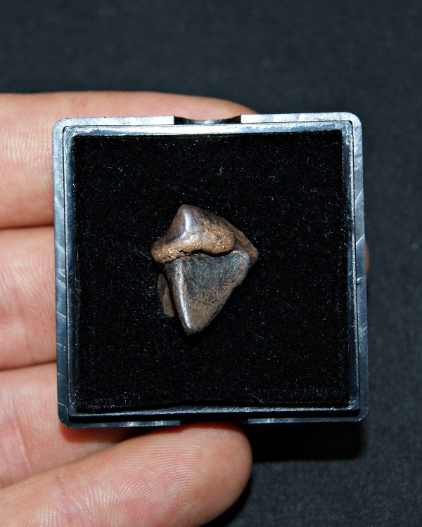 SONY DSC Triceratops horridus