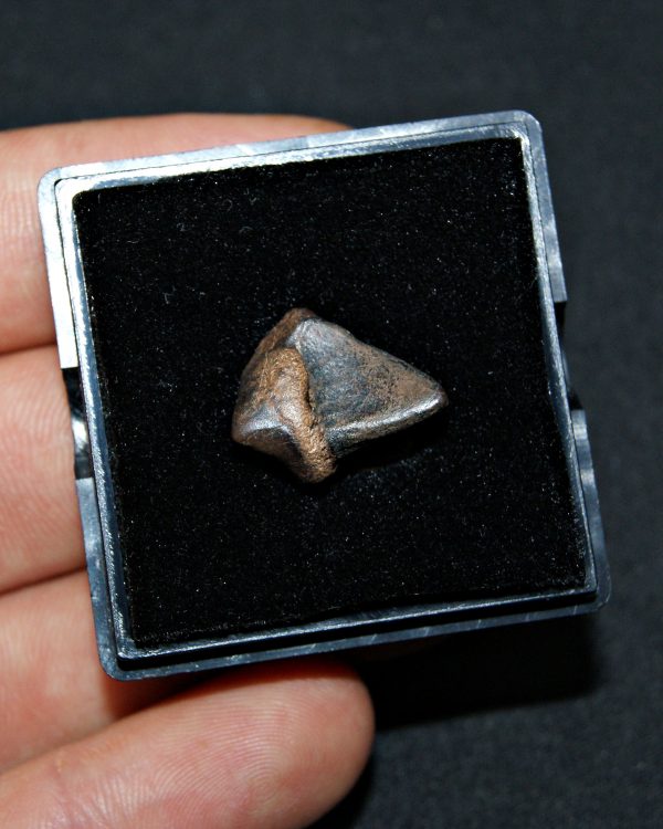 SONY DSC Triceratops horridus