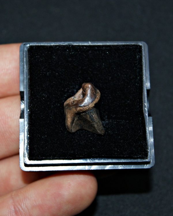 SONY DSC Triceratops horridus