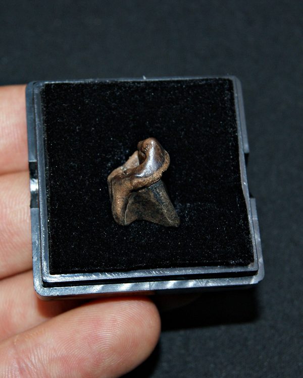 SONY DSC Triceratops horridus