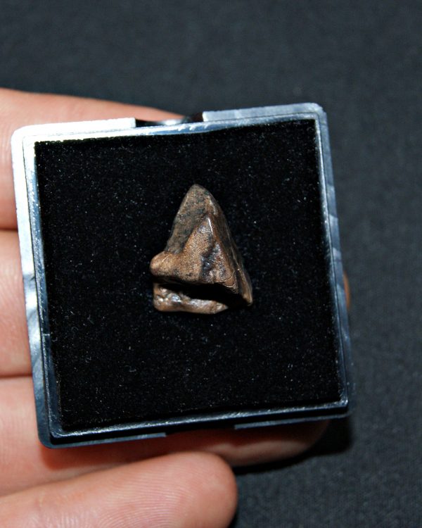 SONY DSC Triceratops horridus