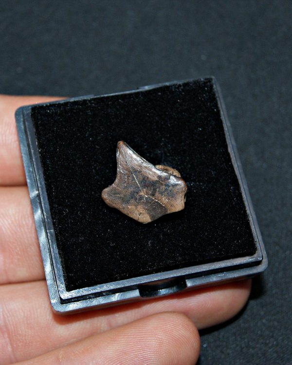 SONY DSC Triceratops horridus