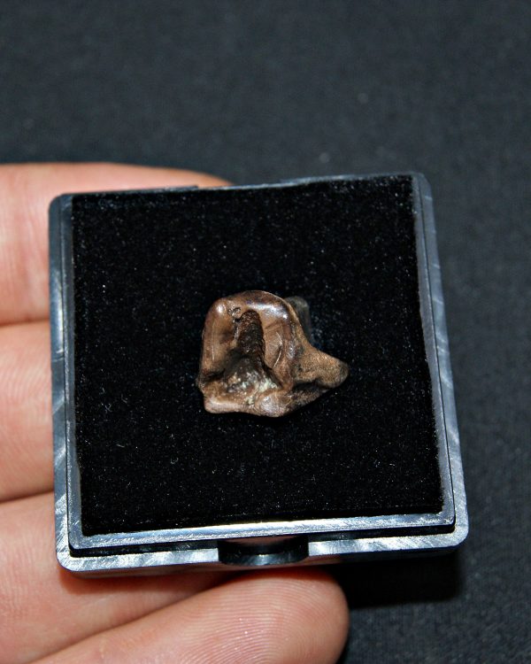 SONY DSC Triceratops horridus