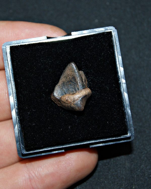 SONY DSC Triceratops horridus