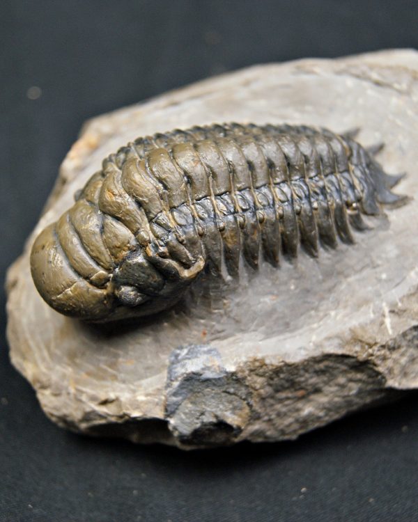 SONY DSC Crotalocephalus gibbus de alta calidad