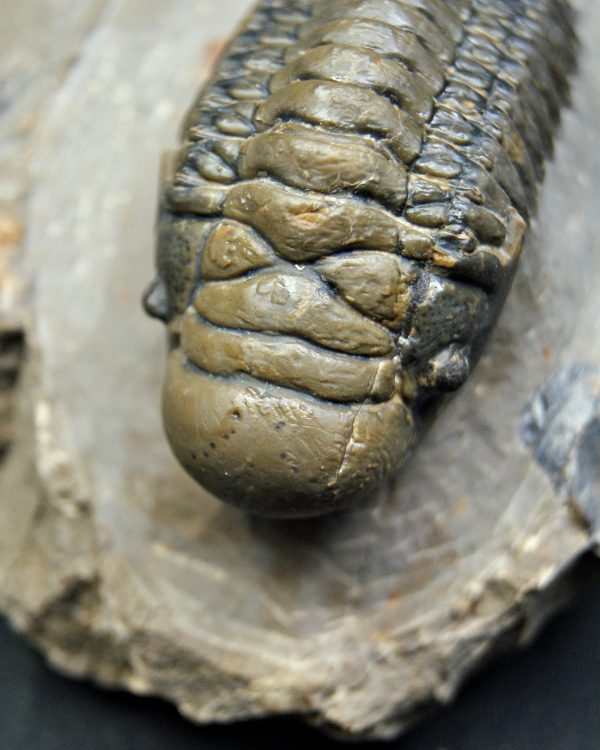 SONY DSC Crotalocephalus gibbus de alta calidad