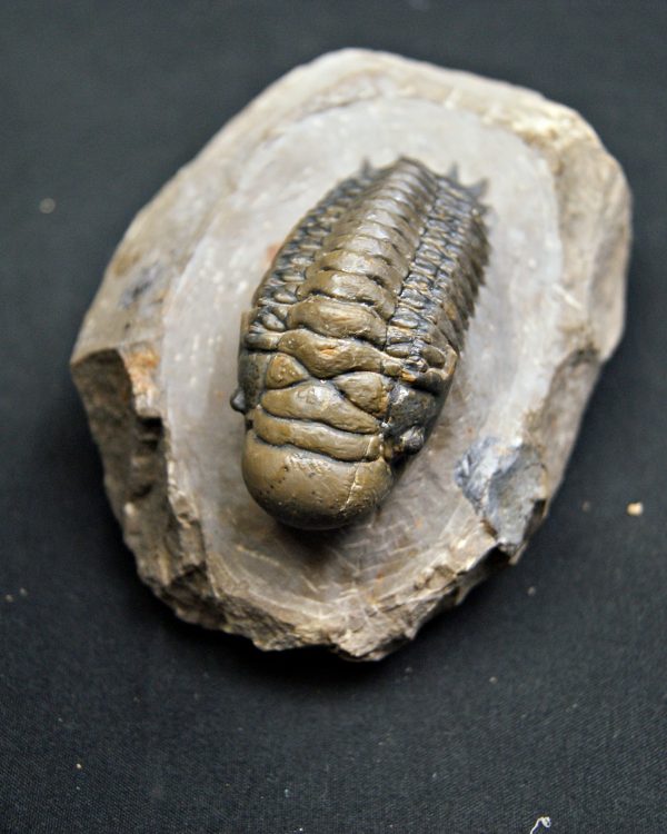 SONY DSC Crotalocephalus gibbus de alta calidad