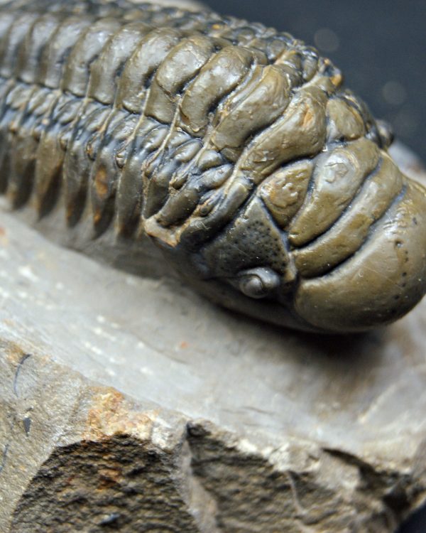 SONY DSC Crotalocephalus gibbus de alta calidad