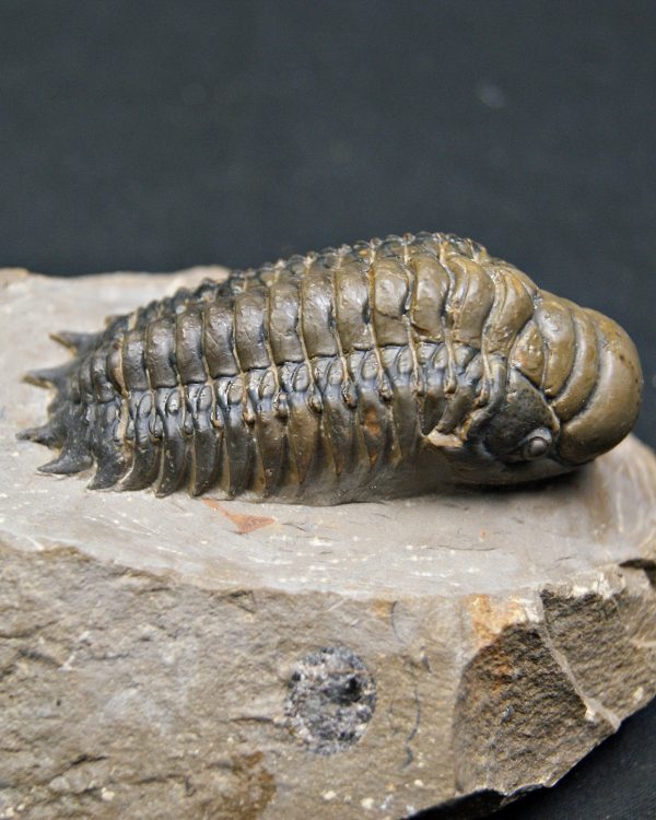 SONY DSC Crotalocephalus gibbus de alta calidad