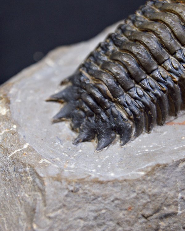 SONY DSC Crotalocephalus gibbus de alta calidad