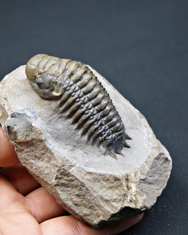 SONY DSC Crotalocephalus gibbus de alta calidad